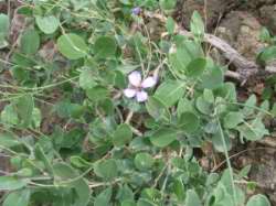 cf. Moricandia מוריקה מצליבים.JPG